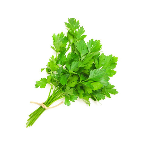 Fresh Coriander