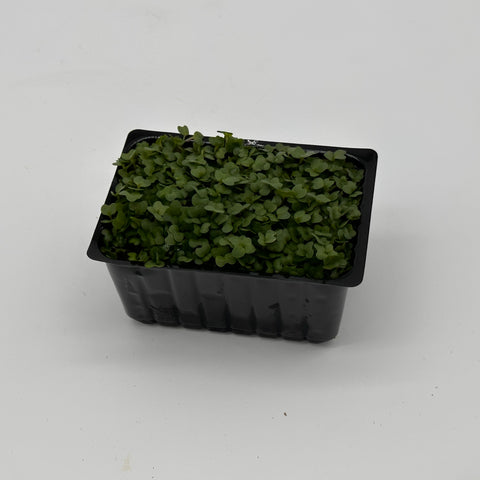 Salad Cress